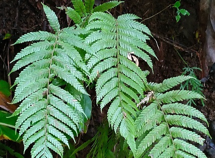 Penawar Jambi (Cibotium barometz)