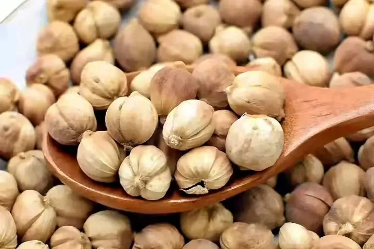 Kapulaga (Amomum compactum)