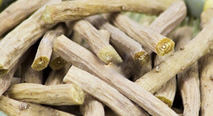 Lutut Sapi (Achyranthes bidentata)
