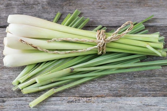 Sereh Wangi (Cymbopogon nardus)